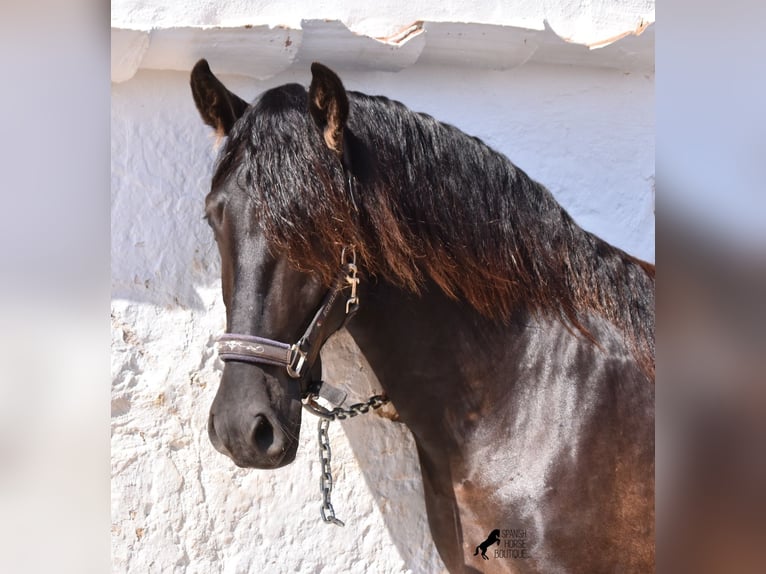 Menorquin Stallion 2 years 15,2 hh Black in Menorca