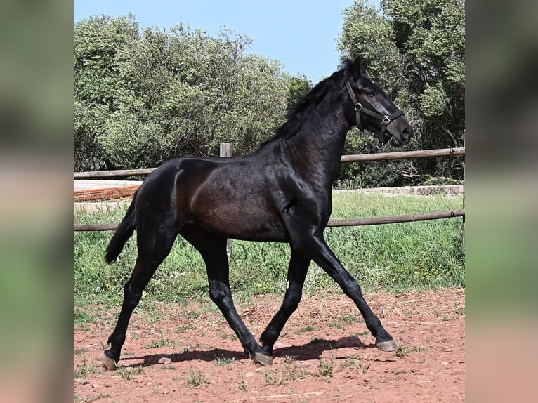 Menorquin Stallion 2 years 15.2 hh Black in Menorca