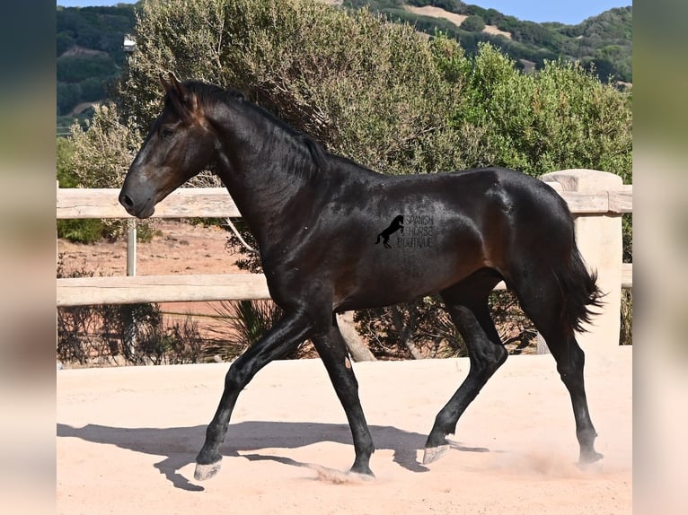 Menorquin Stallion 2 years 15.2 hh Black in Menorca