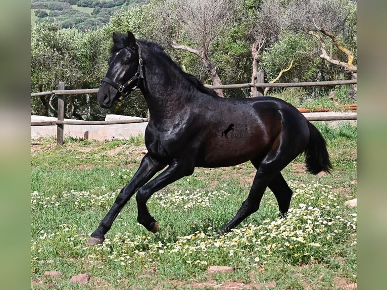Menorquin Stallion 2 years 15.2 hh Black in Menorca