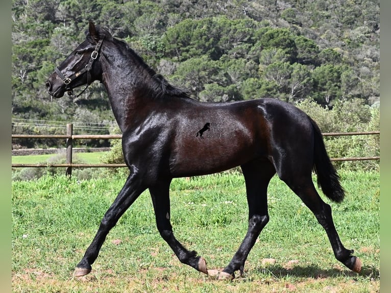 Menorquin Stallion 2 years 15.2 hh Black in Menorca