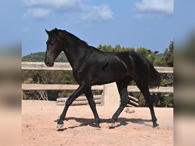 Menorquin Stallion 2 years 15.2 hh Black in Menorca