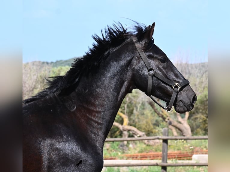 Menorquin Stallion 2 years 15.2 hh Black in Menorca