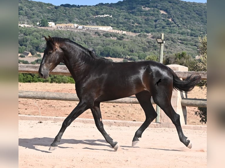 Menorquin Stallion 2 years 15.2 hh Black in Menorca