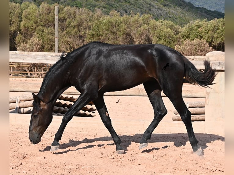 Menorquin Stallion 2 years 15.2 hh Black in Menorca