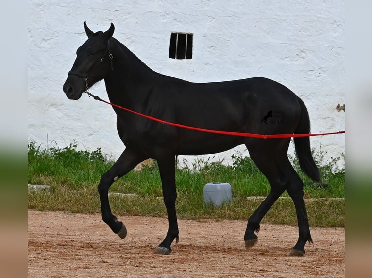 Menorquin Stallion 2 years 15.2 hh Black in Menorca
