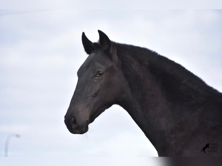 Menorquin Stallion 2 years 15,2 hh Black in Menorca