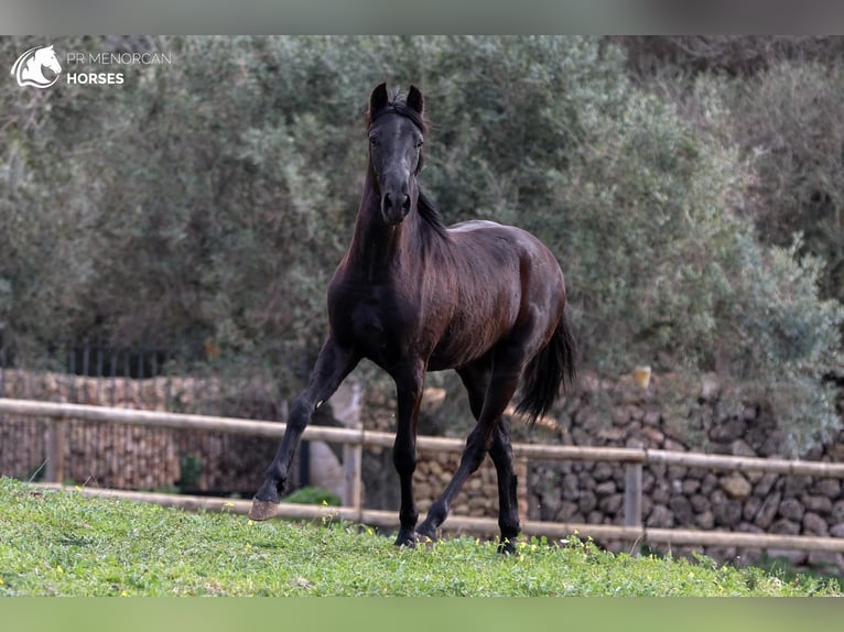 Menorquin Stallion 2 years 15,2 hh Black in Menorca