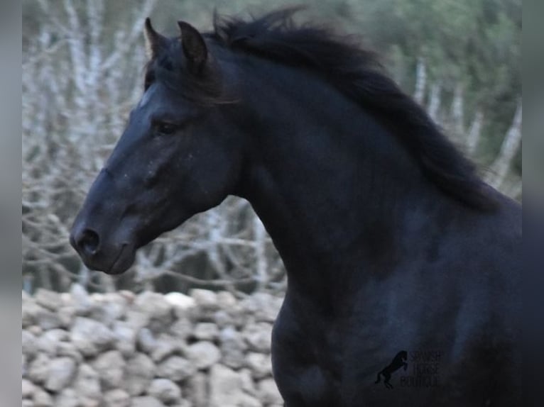 Menorquin Stallion 2 years 15,3 hh Black in Menorca