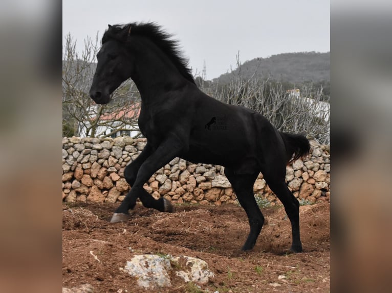 Menorquin Stallion 2 years 15,3 hh Black in Menorca