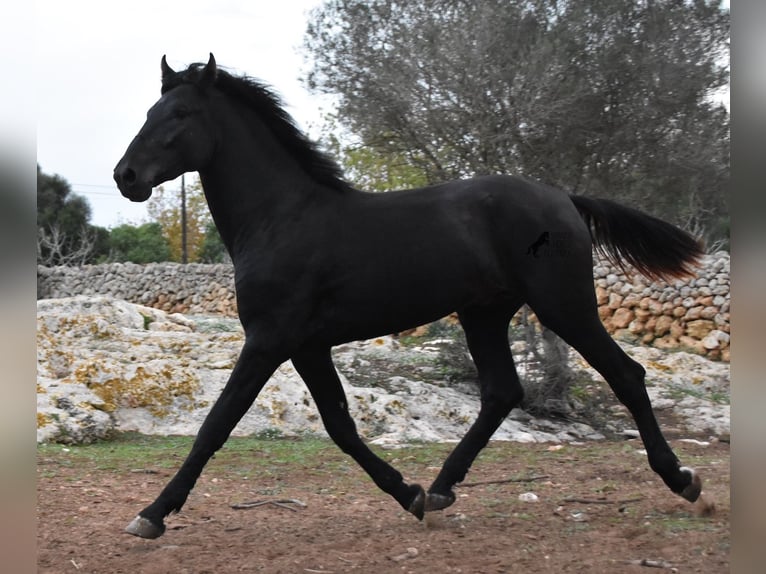 Menorquin Stallion 2 years 15,3 hh Black in Menorca