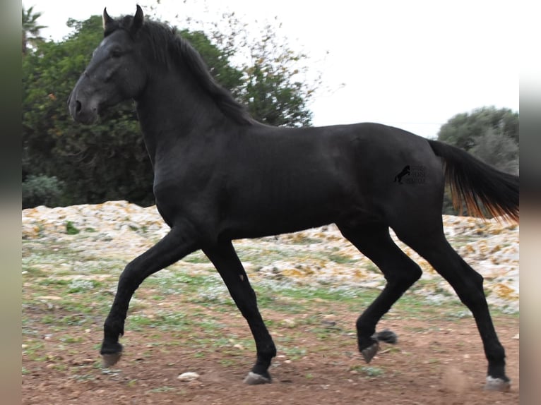 Menorquin Stallion 2 years 15,3 hh Black in Menorca