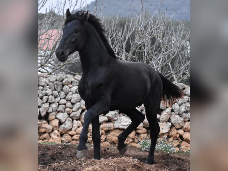 Menorquin Stallion 2 years 15,3 hh Black in Menorca