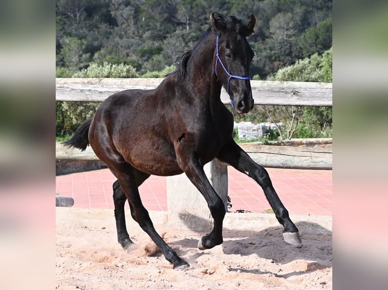 Menorquin Stallion 2 years 15.3 hh Black in Menorca