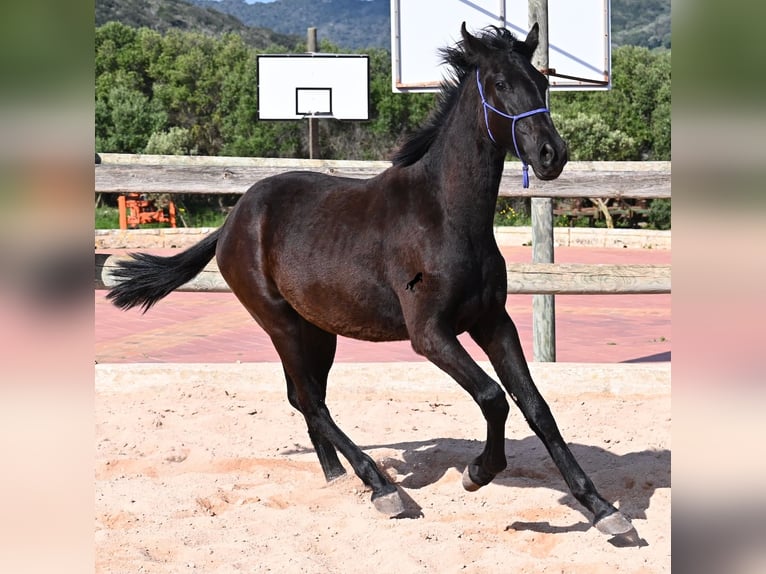 Menorquin Stallion 2 years 15.3 hh Black in Menorca