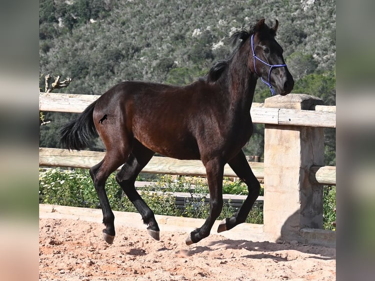 Menorquin Stallion 2 years 15.3 hh Black in Menorca