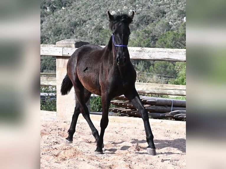 Menorquin Stallion 2 years 15.3 hh Black in Menorca