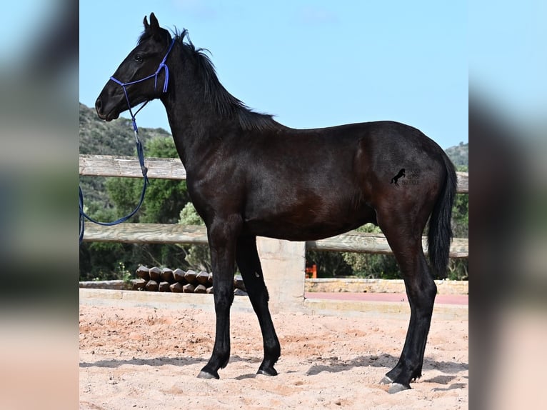 Menorquin Stallion 2 years 15.3 hh Black in Menorca