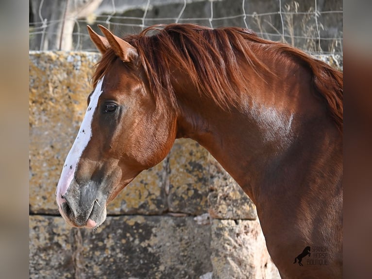 Menorquin Stallion 2 years 15 hh Chestnut-Red in Menorca