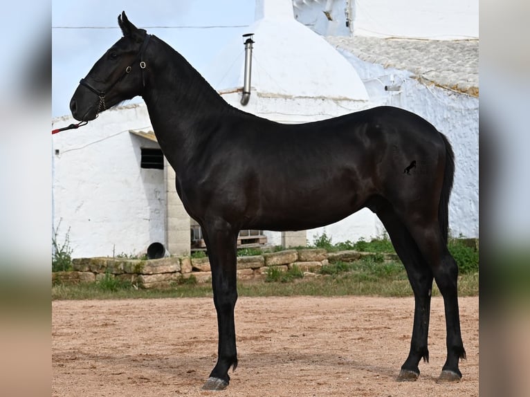 Menorquin Stallion 2 years 15,2 hh Black in Menorca