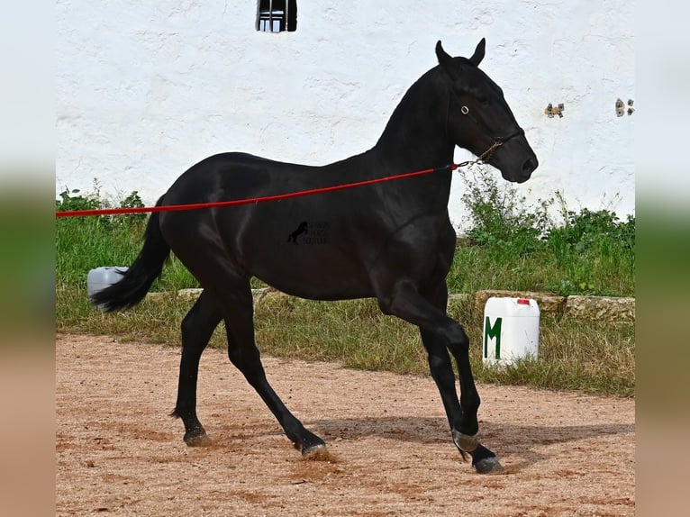 Menorquin Stallion 2 years 15,2 hh Black in Menorca