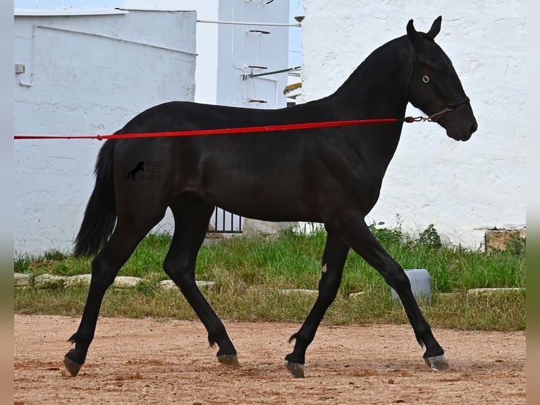 Menorquin Stallion 2 years 15,2 hh Black in Menorca