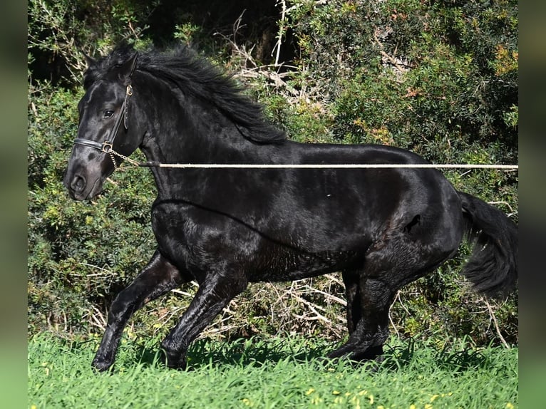 Menorquin Stallion 2 years 15,2 hh Black in Menorca