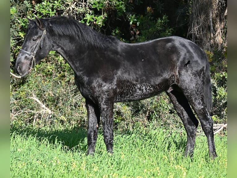 Menorquin Stallion 2 years 15,2 hh Black in Menorca