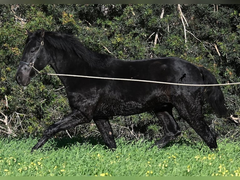 Menorquin Stallion 2 years 15,2 hh Black in Menorca