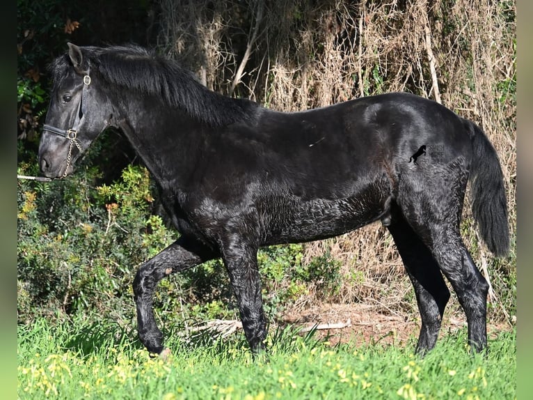 Menorquin Stallion 2 years 15,2 hh Black in Menorca