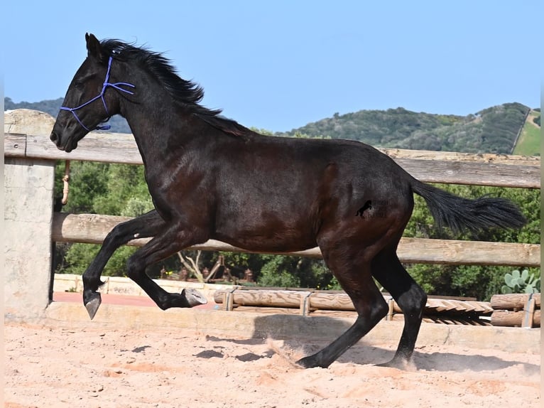 Menorquin Stallion 2 years 15,3 hh Black in Menorca