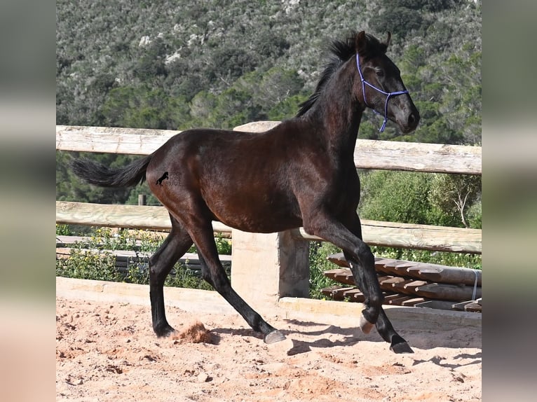 Menorquin Stallion 2 years 15,3 hh Black in Menorca