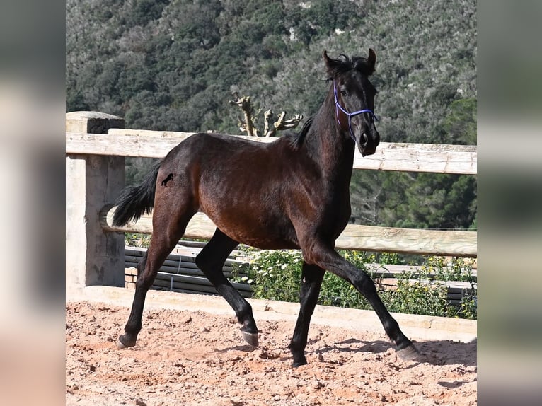 Menorquin Stallion 2 years 15,3 hh Black in Menorca