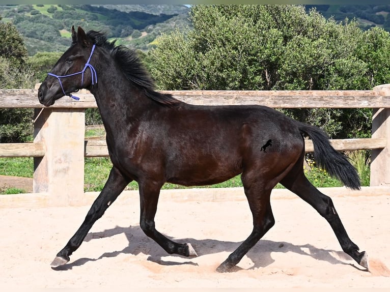 Menorquin Stallion 2 years 15,3 hh Black in Menorca