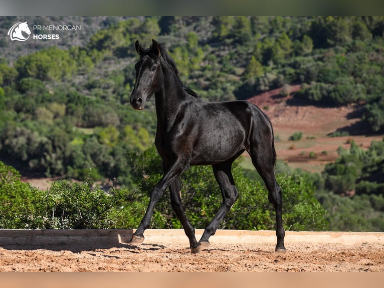 Menorquin Stallion 2 years 15,3 hh in Menorca