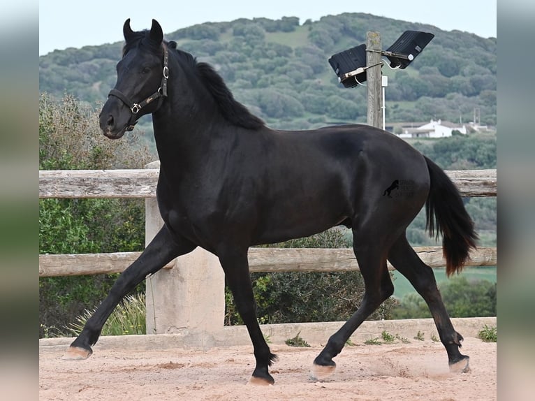 Menorquin Stallion 2 years 16.2 hh Black in Menorca