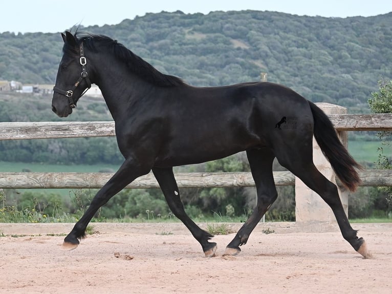 Menorquin Stallion 2 years 16.2 hh Black in Menorca
