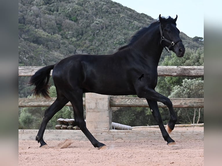 Menorquin Stallion 2 years 16.2 hh Black in Menorca