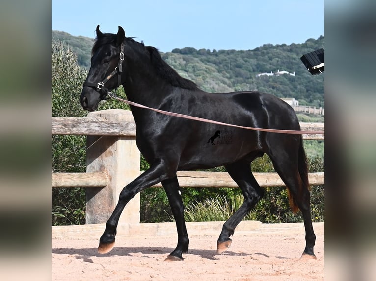 Menorquin Stallion 2 years 16.2 hh Black in Menorca