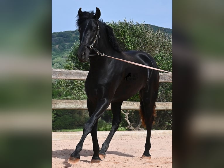 Menorquin Stallion 2 years 16.2 hh Black in Menorca