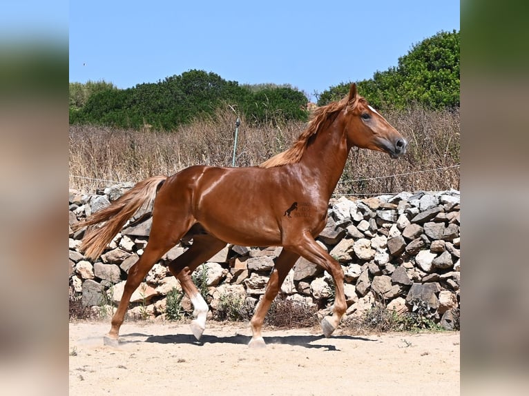 Menorquin Mix Stallion 2 years 16.2 hh Chestnut-Red in Menorca