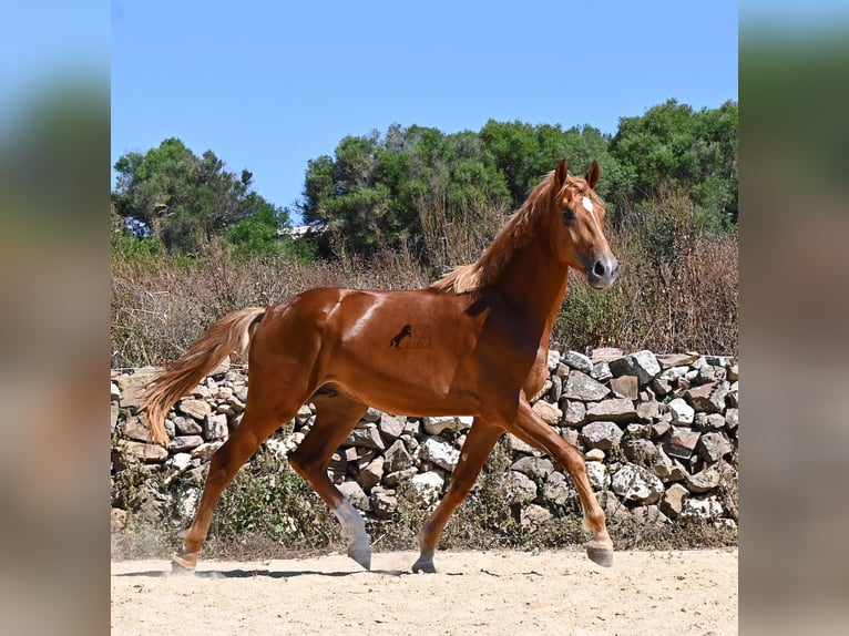 Menorquin Mix Stallion 2 years 16.2 hh Chestnut-Red in Menorca