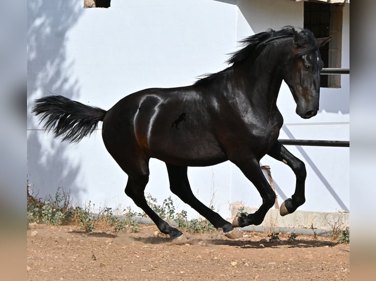 Menorquin Stallion 2 years 16 hh Black in Menorca