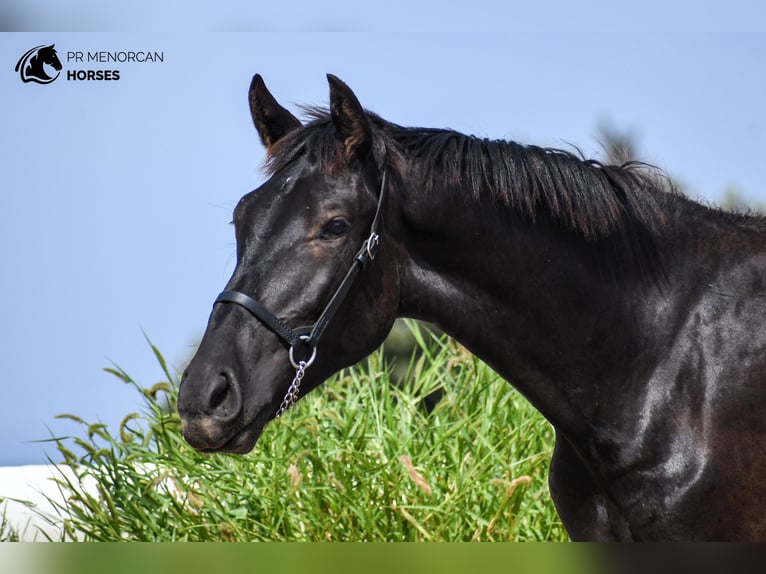 Menorquin Stallion 2 years 16 hh Black in Menorca