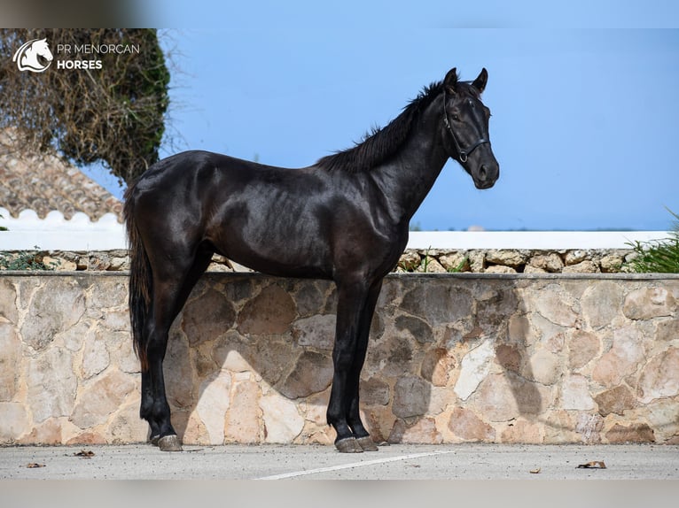 Menorquin Stallion 2 years 16 hh Black in Menorca