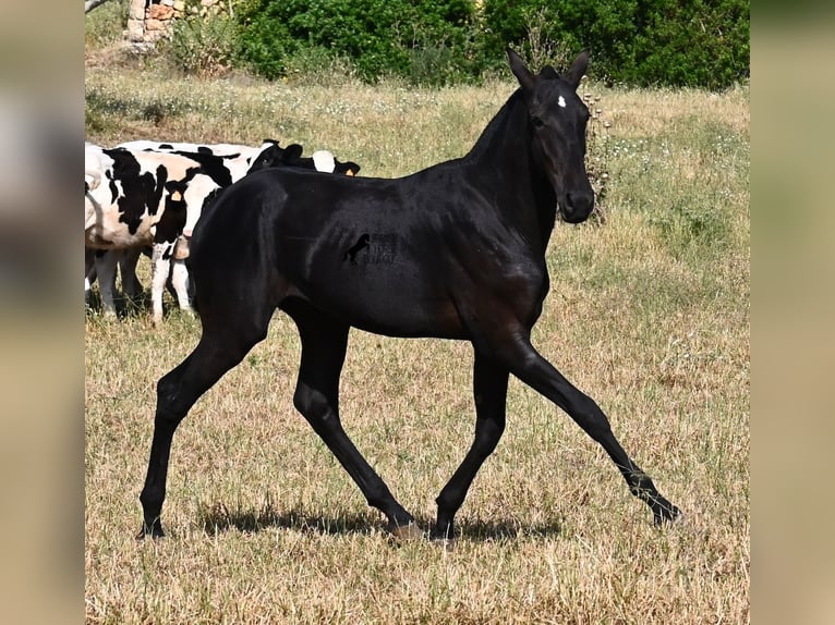 Menorquin Stallion 2 years 16 hh Black in Menorca