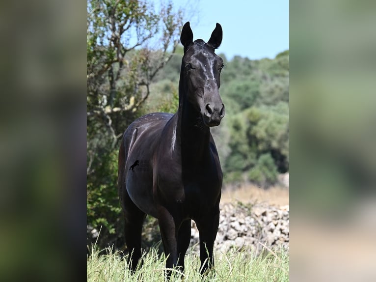 Menorquin Stallion 2 years 16 hh Black in Menorca