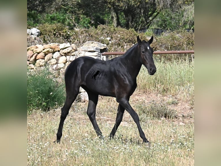 Menorquin Stallion 2 years 16 hh Black in Menorca