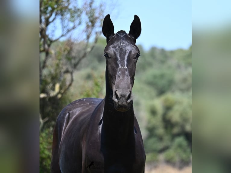 Menorquin Stallion 2 years 16 hh Black in Menorca