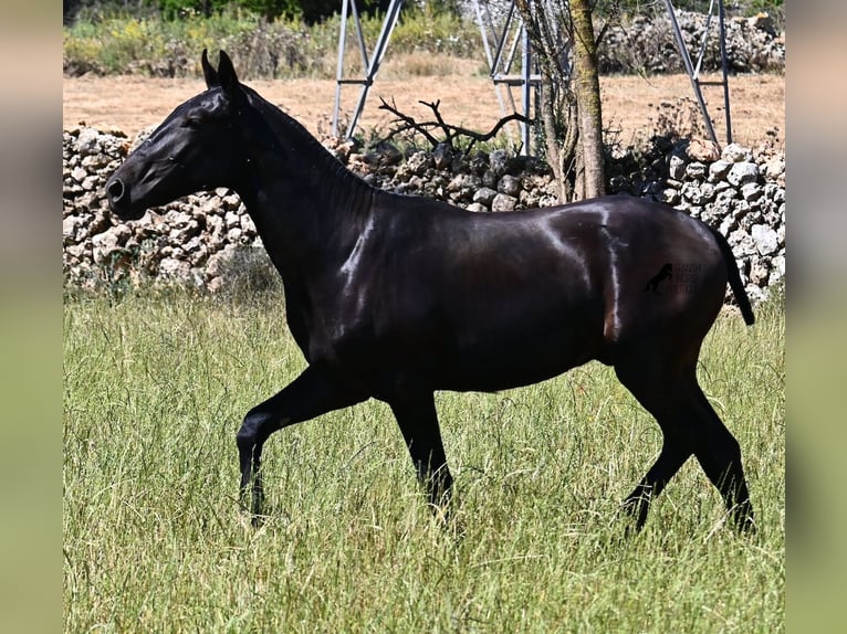 Menorquin Stallion 2 years 16 hh Black in Menorca